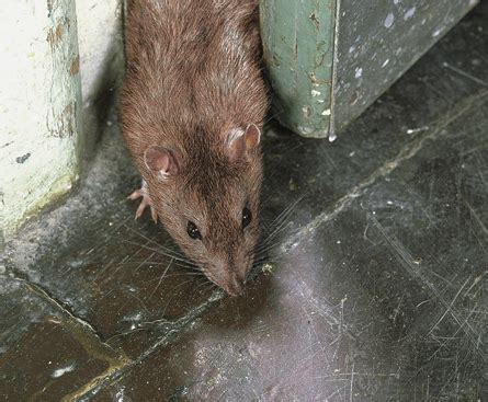year   rat macleansca