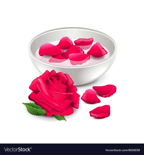 spa rose water isolated  white royalty  vector image