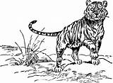 Clipart Tiger Cliparts Clip Library sketch template