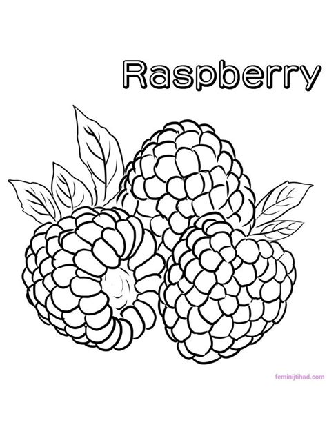 raspberry coloring raspberries   fruit   family  berries