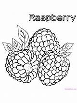 Raspberries Berries sketch template