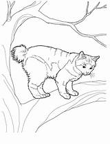 Colorat Planse Pisica Desene Coloring Bobtail Cat Colorare Desenat Gatos Pisici Waldkatze Animale Japonais Copii Disegni Copaci Katzen Decupat Pentru sketch template
