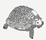 Kleurplaten Schildpad sketch template