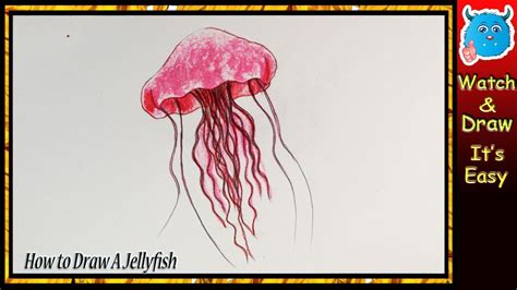 draw  jellyfish easy drawing  beginners youtube