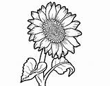 Sunflower Coloring Coloringcrew sketch template