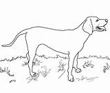 Coloring Coonhound Redbone Pages Dog Labrador Drawing Lab Great Printable Dane Coon Dogs Drawings Draw Weimaraner Color Clipart Colouring Pyrenees sketch template
