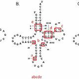 Ala Trna Cloverleaf Ggc sketch template