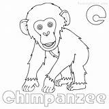 Chimpanzee Coloring Printable Getcolorings Pages Print Getdrawings Color sketch template
