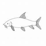 Barbel Coloring Pages Undersea Index Print sketch template