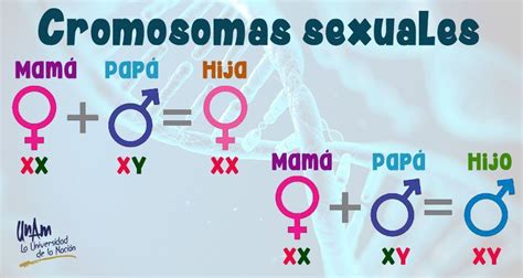 Que Son Los Cromosomas Dinami