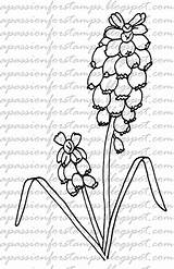 Hyacinth Flower Template Coloring sketch template