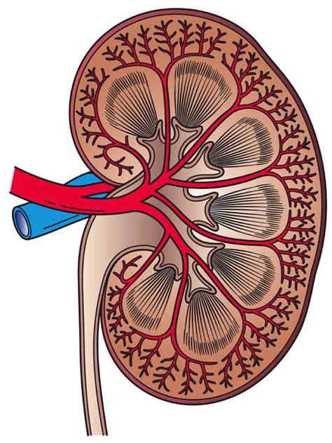 filekidney cross sectionpng wikimedia commons
