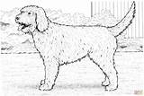 Cockapoo Coloring Dog Pages Dogs Drawing Realistic Puppy Printable Newfoundland Water Clipart Drawings Boxer Labradoodle Chow Sheets Color Goldendoodle Cockerpoo sketch template