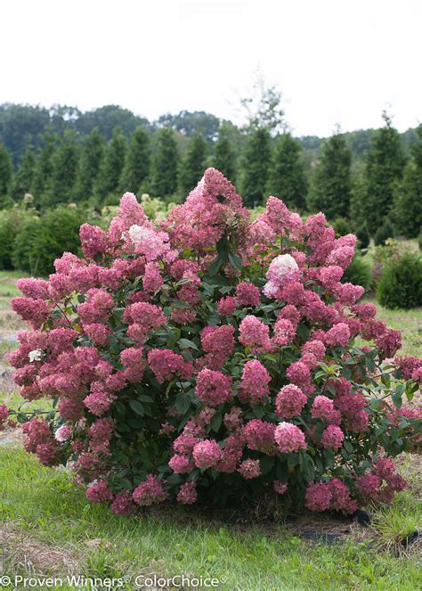 fire light hydrangea paniculata  pot proven winners hirts gardens