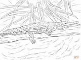 Coloring Crocodile Pages Baby Popular sketch template