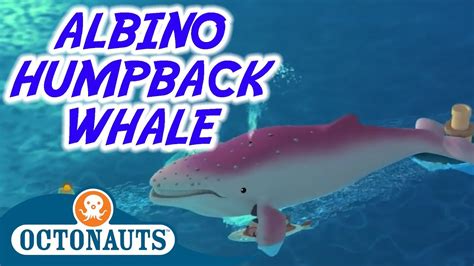 octonauts albino humpback whale full episode cartoons  kids