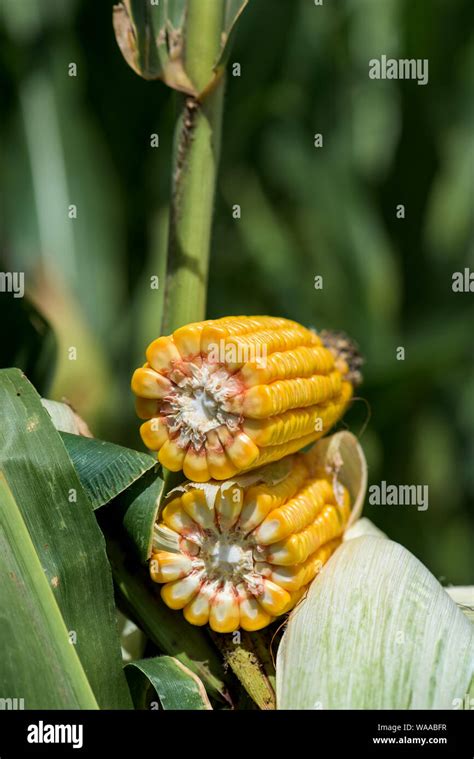 corn cross section high resolution stock photography  images alamy