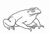 Toad Toes Hind Easyanimals2draw sketch template