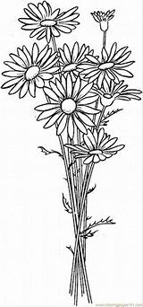 Flowers Daisy Coloring Printable Pages Daisies Flower Natural sketch template