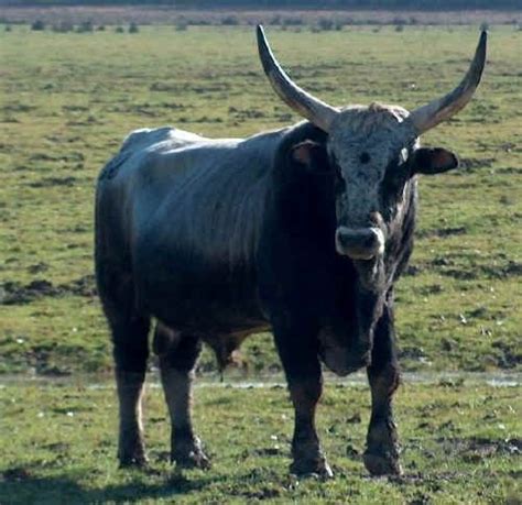 pin  kethclique su italian  cattle breeds bestiame