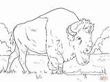 Bison Bisonte Ausmalbild Grazing Pascolo Grasses бизон sketch template
