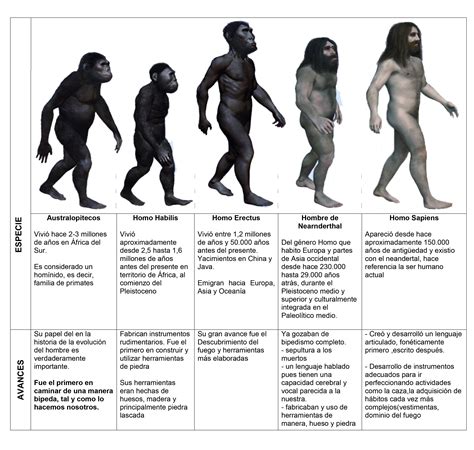 elabora  esquema del proceso de hominizacion  indica los principales avances de cada especie
