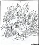 Kleurplaat Natuur Kleurplaten Vogels Ums Vogel Rondom Downloaden Uitprinten Vriend Malvorlage sketch template