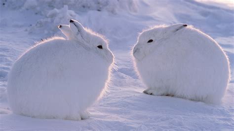 hare  loves snow cgtn
