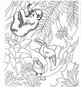 Animais Floresta Colorir Zoo Marcadores sketch template