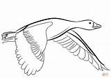Goose Flying Coloring Drawing Pages Geese Printable Drawings sketch template