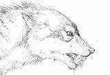 Werewolf Loup Garou Twilight Coloriage Personnages Colorier Coloriages sketch template
