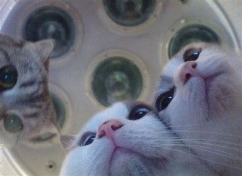 20 unflattering cat selfies to help you feel better about