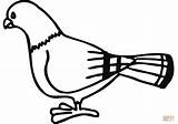 Pigeon Coloring Pages sketch template