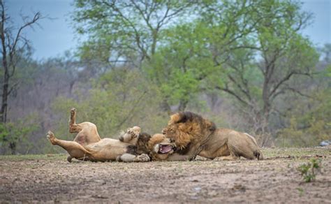 Two Dominant Lions Intense Fight At Kruger National Park