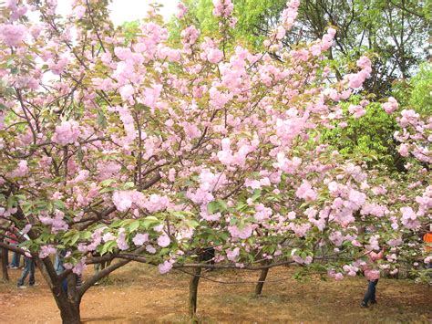 japanese flowering cherry tree seeds prunus serrulata bell garden