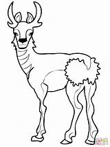 Coloring Pronghorn North American Pages Printable Color Drawing Designlooter sketch template