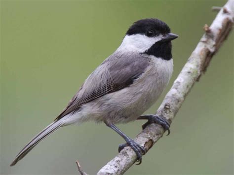 carolina chickadee song range habitat nest diet female bird baron