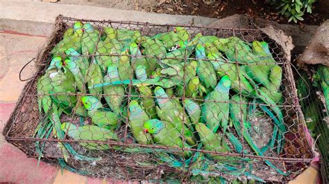 parrots  parrot  moyna seized  durgapur toll gate dgtld anandabazar