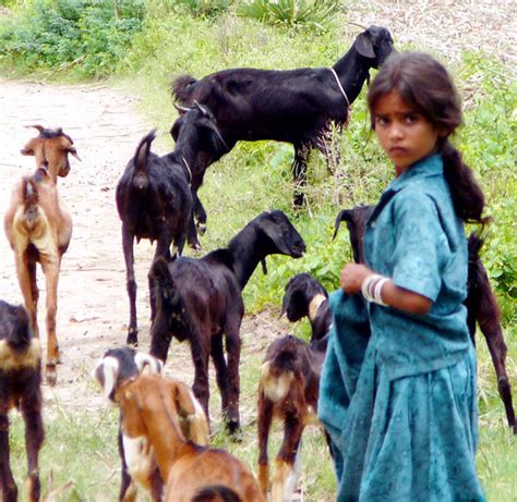 goat girl i saw this girl walkig near the sugar cane field… flickr