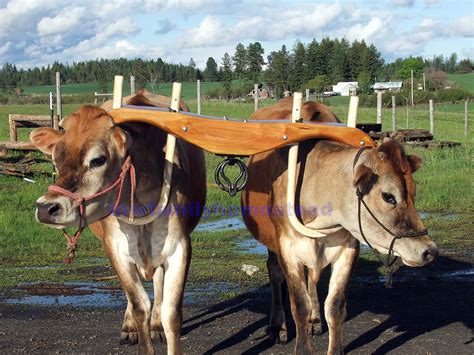 oxen yoke law family homestead