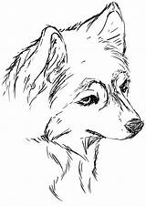 Husky Coloring Pages Print sketch template