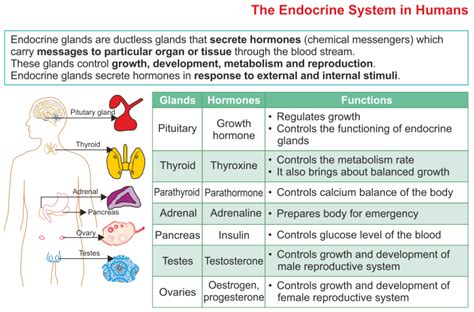 icse solutions for class 10 biology the endocrine system a plus topper