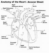 Physiology Flow sketch template