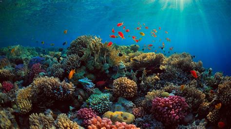 coral reef wallpapers top  coral reef backgrounds wallpaperaccess