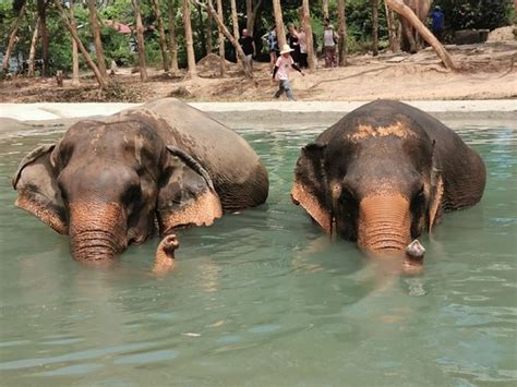 samui elephant sanctuary bophut updated