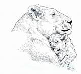Drawing Cub Lion Lioness Her Drawings Animal sketch template