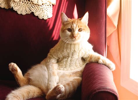 wallpaper tail asian orange sweater fur whiskers kitty charlie kitten sophisticated