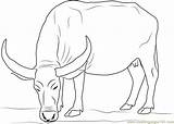 Buffalo Mammals Coloringpages101 Cape sketch template