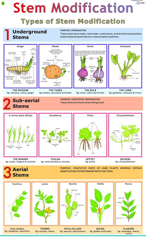 stem modification chart  rs piece biological charts id