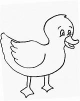 Duck Coloring Pages Clipart Ducks Mallard Duckling Kids Cartoon Clip Outline Cliparts Rubber Colouring Drawing Baby Ducklings Printable Library Pikachu sketch template